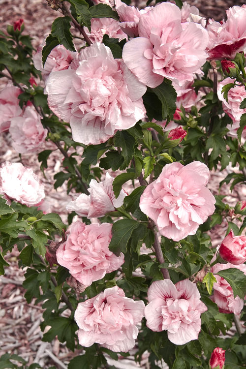  Pink Chiffon Rose Of Sharon - Hibiscus Syriacus - 2 Gallon Pot
