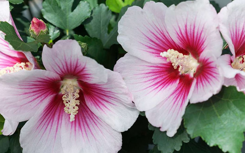  Pink Ink Rose Of Sharon (Althea / Hibiscus) - 5 Gallon Pot - SALE!