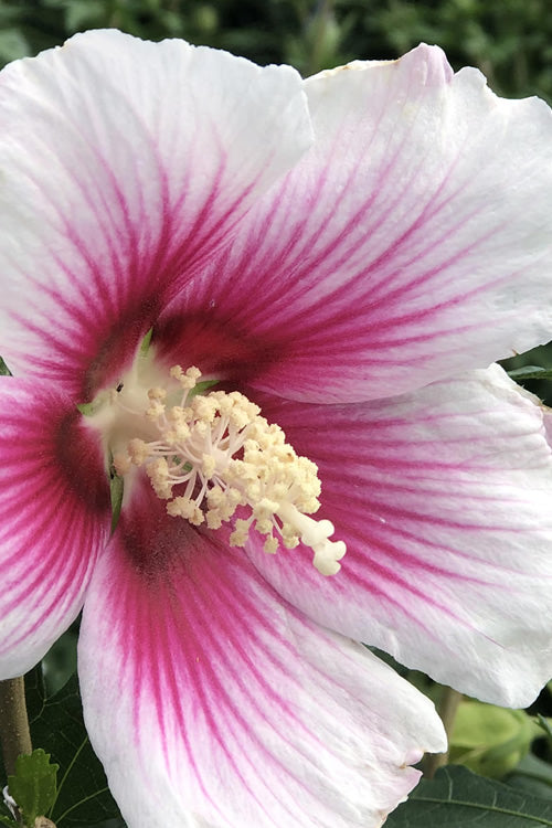  Pink Ink Rose Of Sharon (Althea / Hibiscus) - 3 Gallon Pot