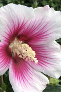  Pink Ink Rose Of Sharon (Althea / Hibiscus) - 5 Gallon Pot