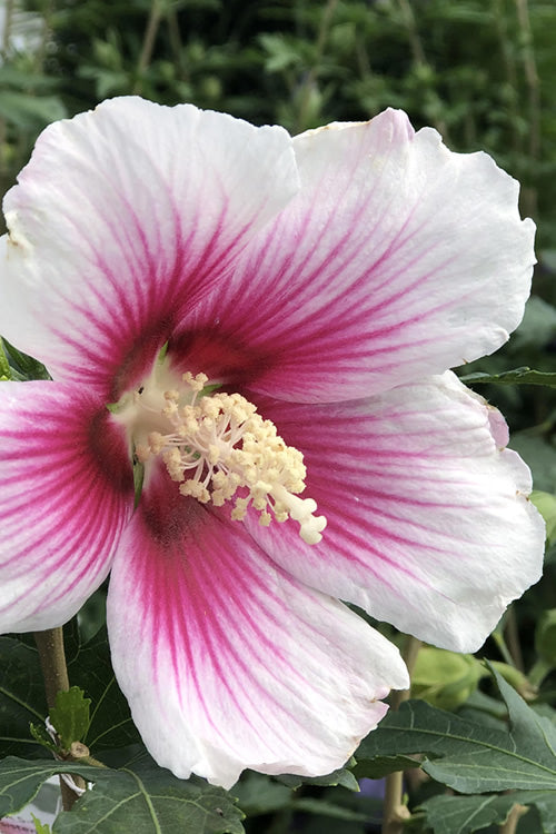  Pink Ink Rose Of Sharon (Althea / Hibiscus) - 5 Gallon Pot - SALE!