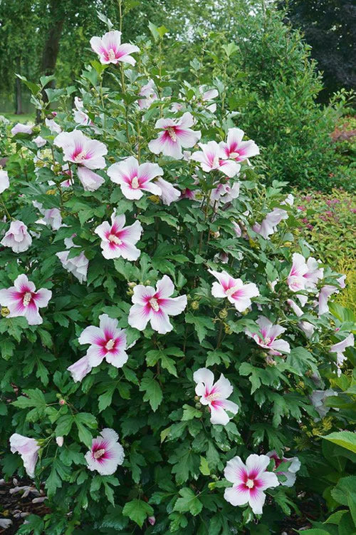  Pink Ink Rose Of Sharon (Althea / Hibiscus) - 3 Gallon Pot