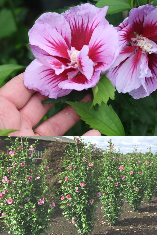  Purple Pillar Rose Of Sharon - 3 Gallon Pot