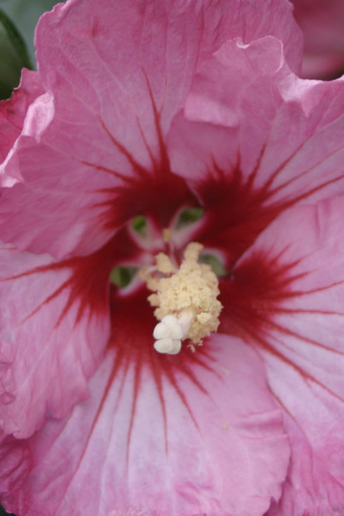  Ruffled Satin Rose Of Sharon (Hibsicus Syriacus) - 2 Gallon Pot