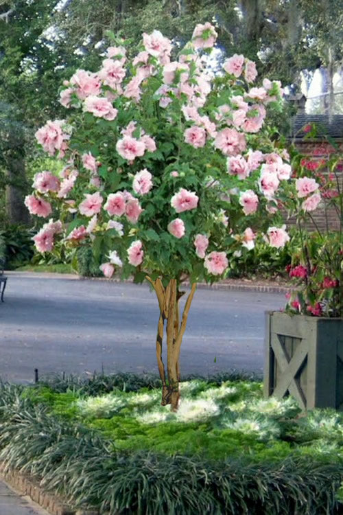 Strawberry Smoothie Althea (Rose Of Sharon) - 3 Gallon Pot