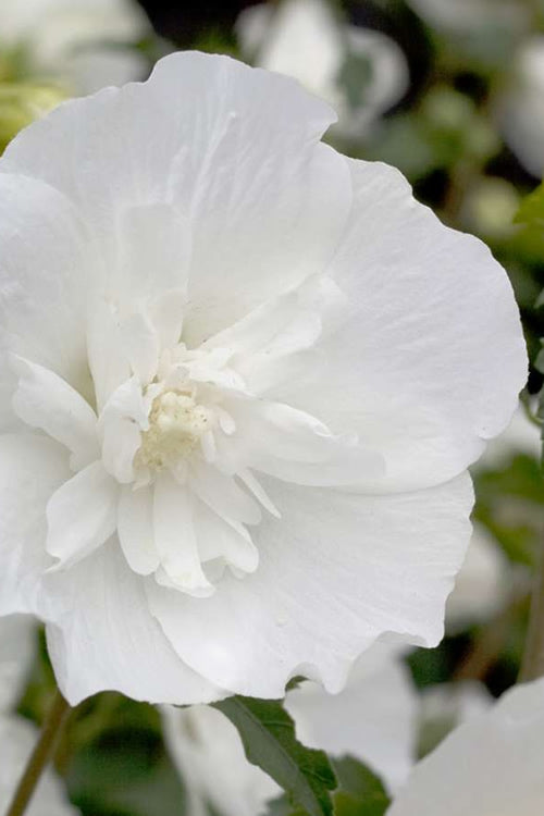  White Pillar Rose Of Sharon - 2 Gallon Pot
