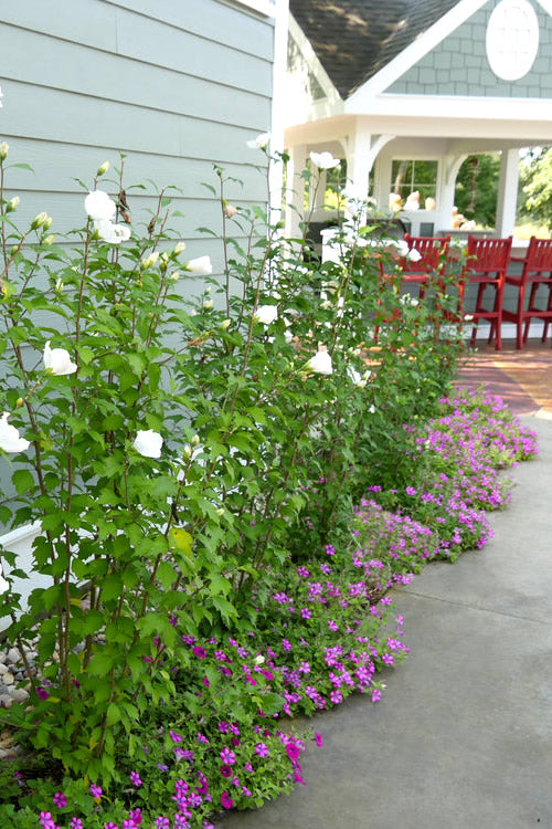  White Pillar Rose Of Sharon - 2 Gallon Pot