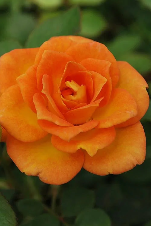  Sunrosa Orange Delight Dwarf Shrub Rose - 1 Gallon Pot