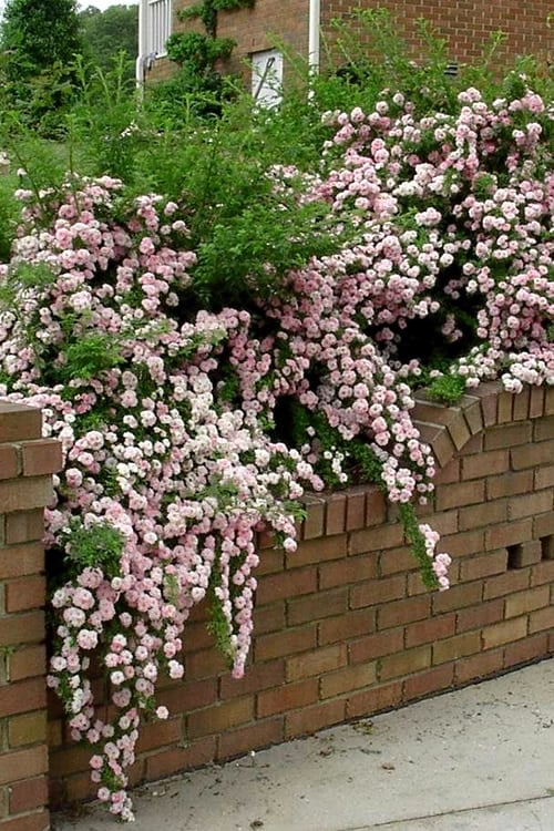  Petite Pink Scotch Miniature Rose - 1 Gallon Pot
