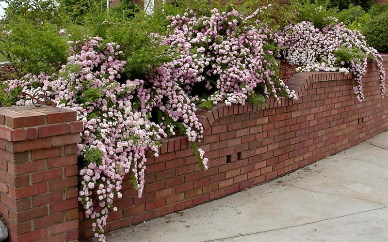  Petite Pink Scotch Miniature Rose - 1 Gallon Pot