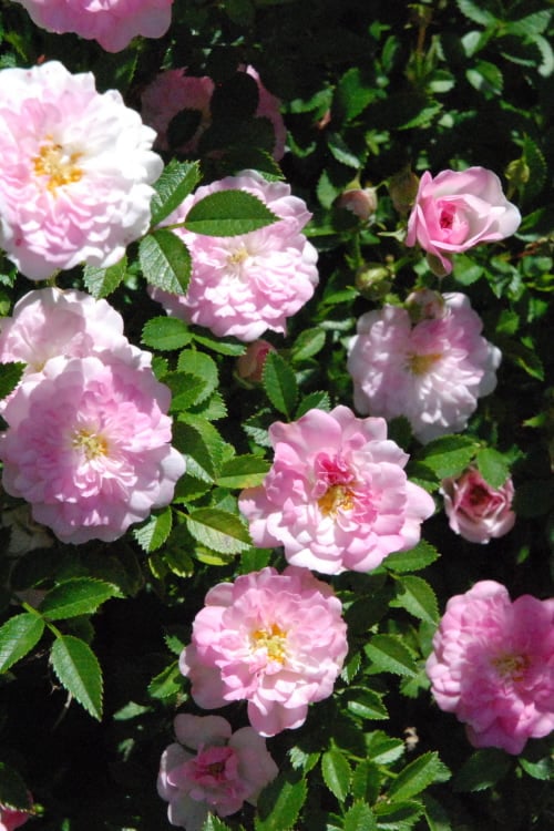  Petite Pink Scotch Miniature Rose - 1 Gallon Pot
