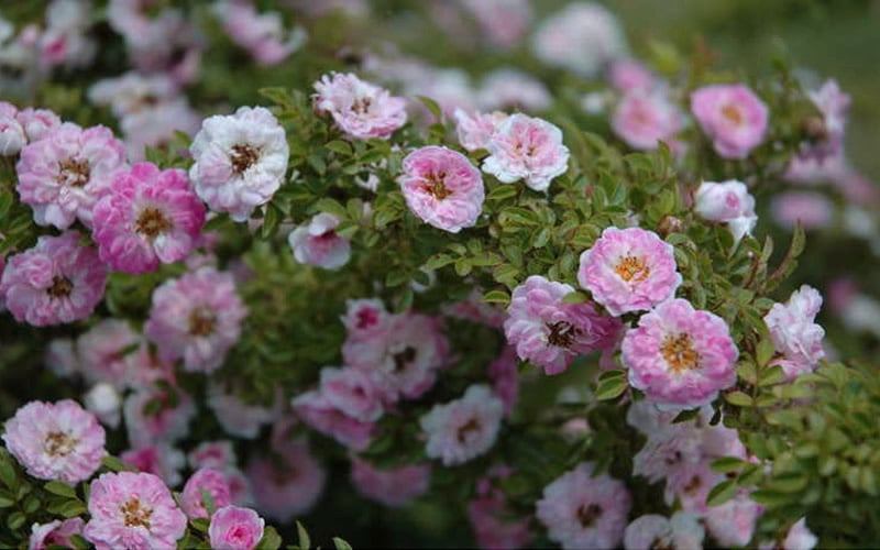  Petite Pink Scotch Miniature Rose - 1 Gallon Pot