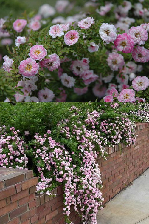  Petite Pink Scotch Miniature Rose - 1 Gallon Pot