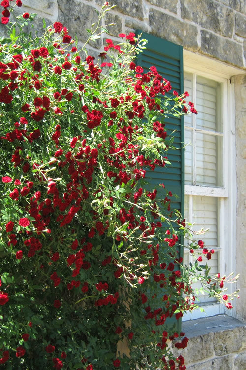  Red Cascade Miniature Climbing Rose - 2.5 Quart Pot