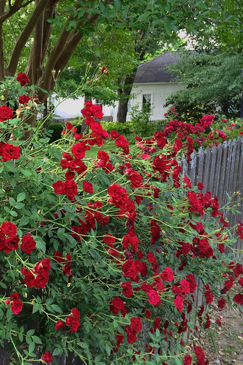  Red Cascade Miniature Climbing Rose - 2.5 Quart Pot