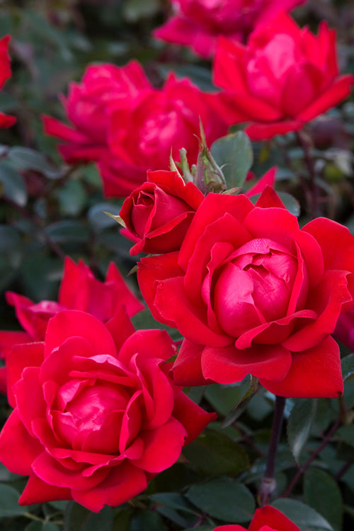  Red Double Knock Out Rose - 2 Gallon Pot