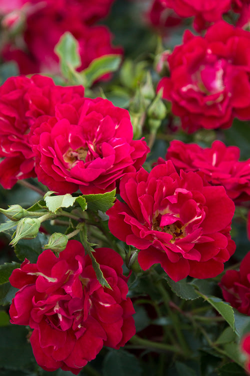  Red Drift Groundcover Rose - 2 Gallon Pot