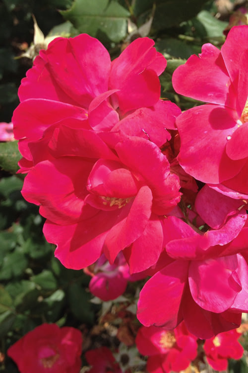  Original Red Knock Out Rose - 3 Gallon Pot