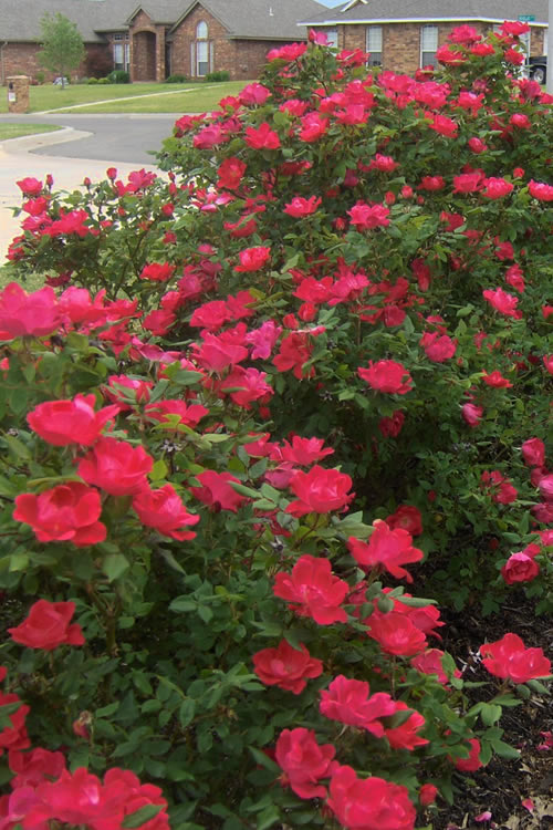  Original Red Knock Out Rose - 3 Gallon Pot