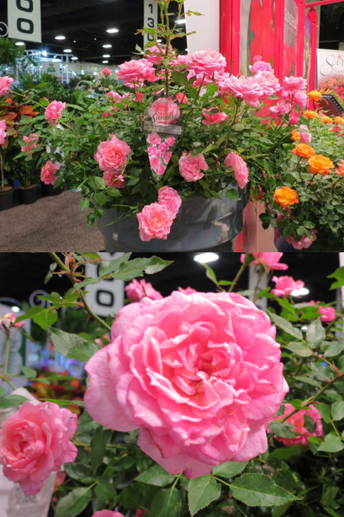  Sunrosa Fragrant Pink Dwarf Shrub Rose - 1 Gallon Pot