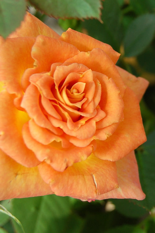  Sunrosa Orange Delight Dwarf Shrub Rose - 1 Gallon Pot