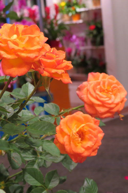  Sunrosa Orange Delight Dwarf Shrub Rose - 1 Gallon Pot