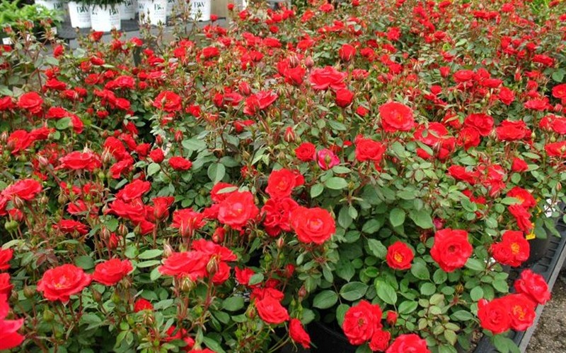  Sunrosa Red Dwarf Shrub Rose- 1 Gallon Pot