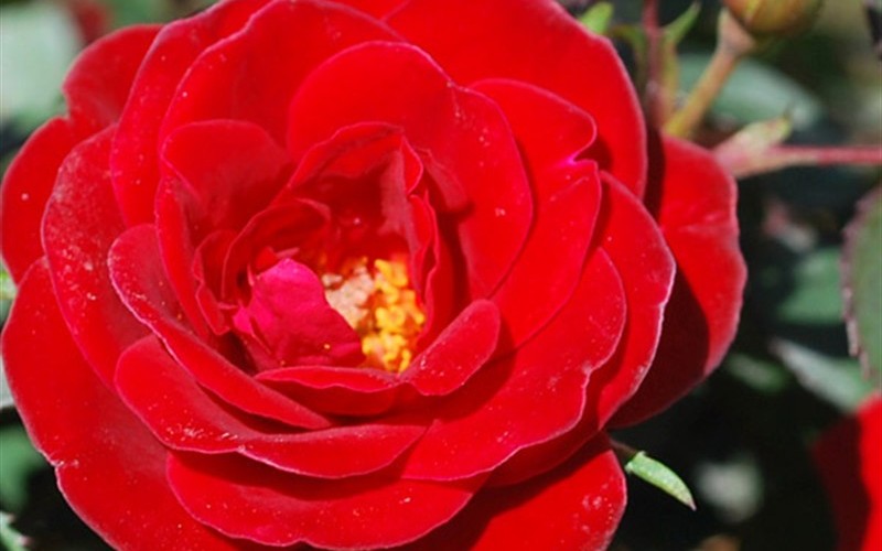  Sunrosa Red Dwarf Shrub Rose- 1 Gallon Pot