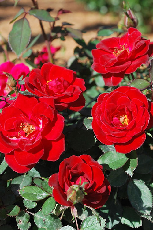  Sunrosa Red Dwarf Shrub Rose- 1 Gallon Pot