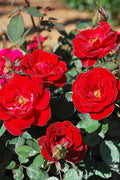  Sunrosa Red Dwarf Shrub Rose- 1 Gallon Pot