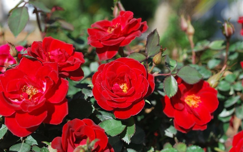  Sunrosa Red Dwarf Shrub Rose- 1 Gallon Pot