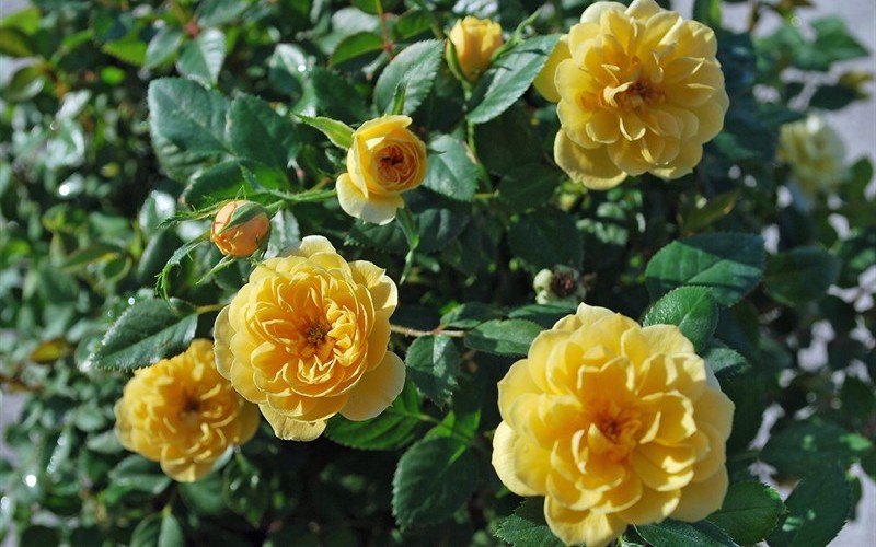  Sunrosa Yellow Dwarf Shrub Rose- 1 Gallon Pot