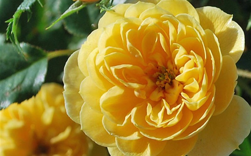  Sunrosa Yellow Dwarf Shrub Rose- 1 Gallon Pot