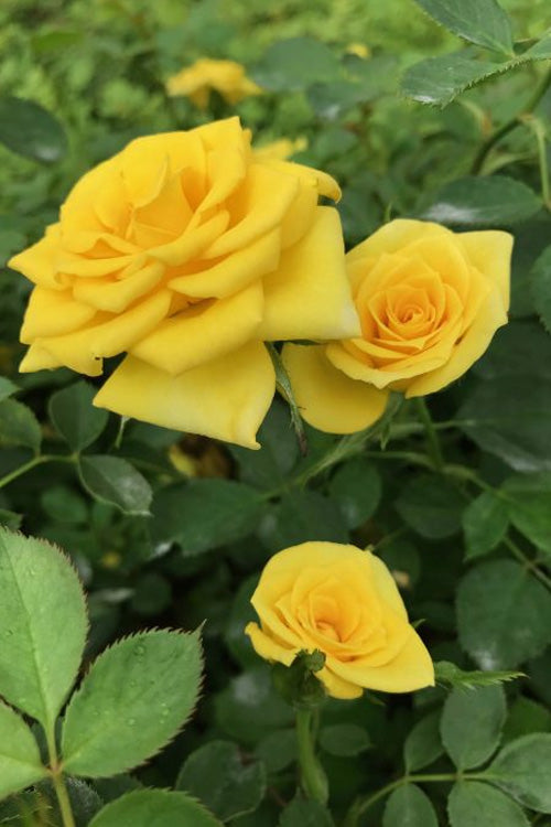  Sunrosa Yellow Dwarf Shrub Rose- 1 Gallon Pot