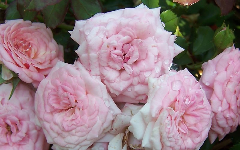  Sweet Drift Groundcover Rose - 2 Gallon Pot