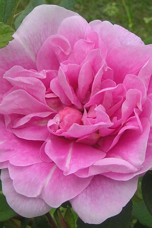  Therese Bugnet Rugosa Rose - 3 Gallon Pot
