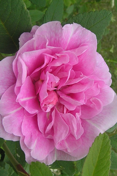  Therese Bugnet Rugosa Rose - 3 Gallon Pot