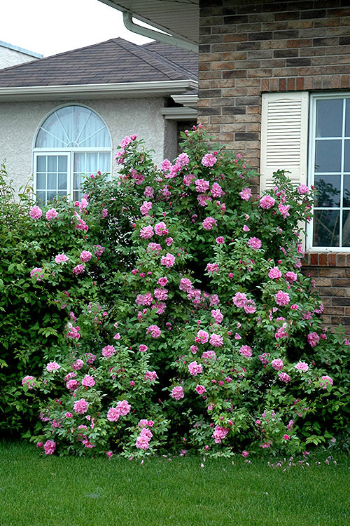  Therese Bugnet Rugosa Rose - 3 Gallon Pot