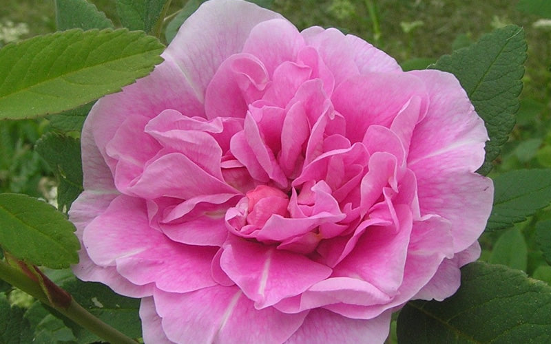  Therese Bugnet Rugosa Rose - 3 Gallon Pot