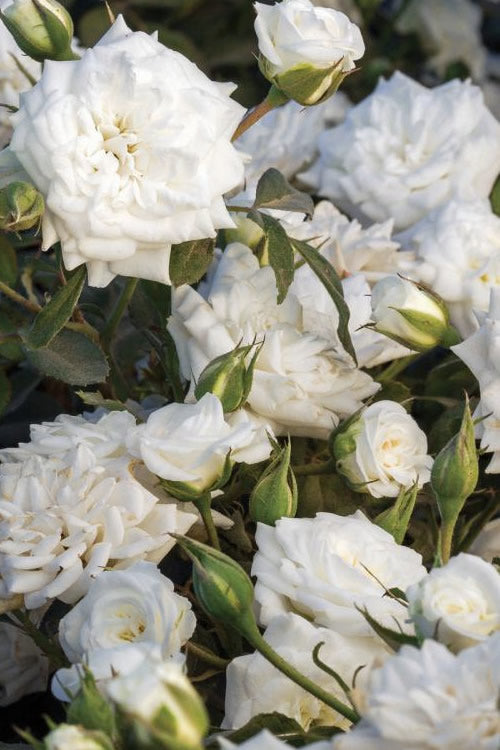  White Drift Rose - 2 Gallon Pot