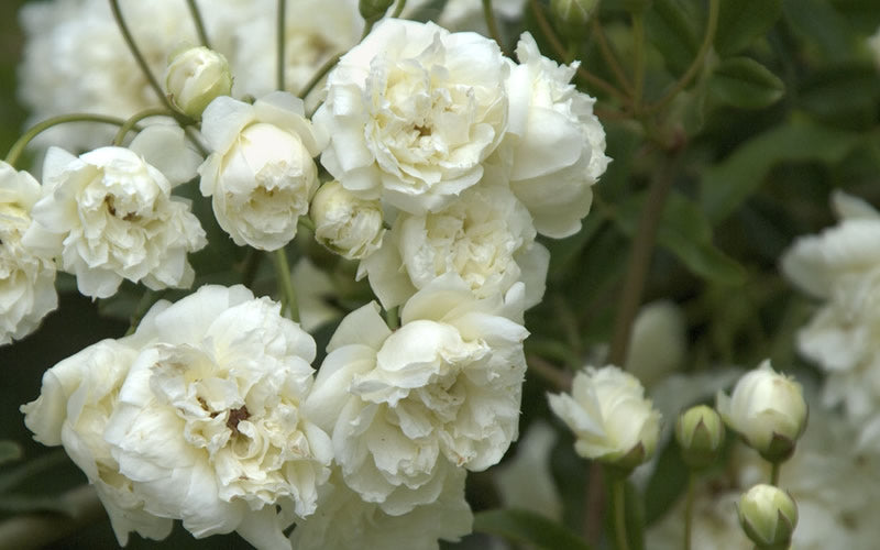 Lady Banks White Rose - 5 Gallon Pot