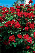  Winner's Circle Red Climbing Rose - 3 Gallon Pot