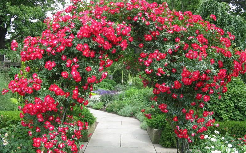  Winner's Circle Red Climbing Rose - 3 Gallon Pot