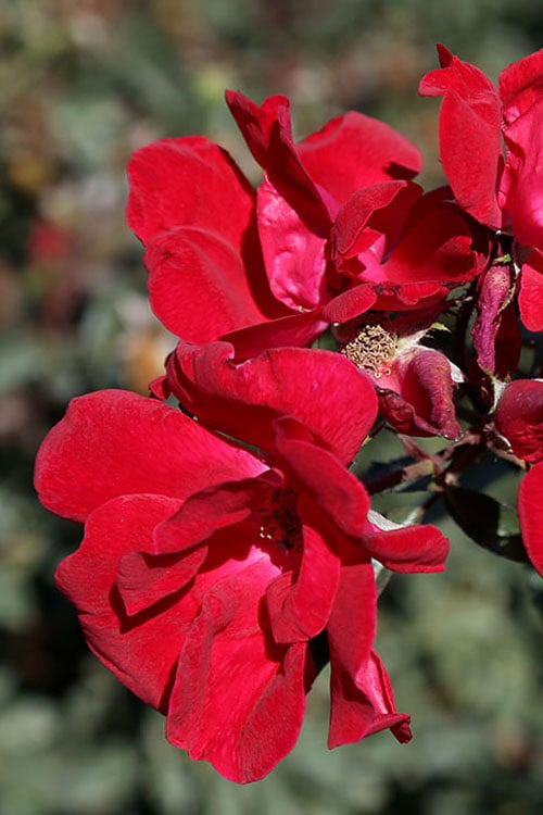  Winner's Circle Red Climbing Rose - 3 Gallon Pot