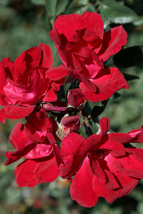  Winner's Circle Red Climbing Rose - 3 Gallon Pot