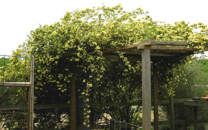  Lady Banks Yellow Rose - 5 Gallon Pot