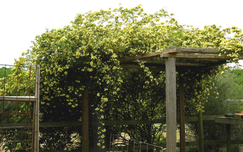  Lady Banks Yellow Rose - 5 Gallon Pot