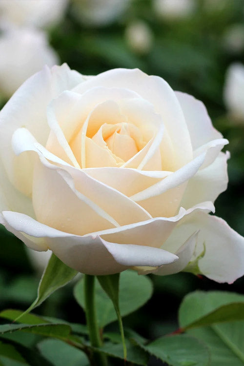  Easy Spirit White Rose - 3 Gallon Pot