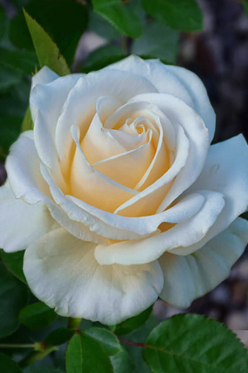  Easy Spirit White Rose - 3 Gallon Pot