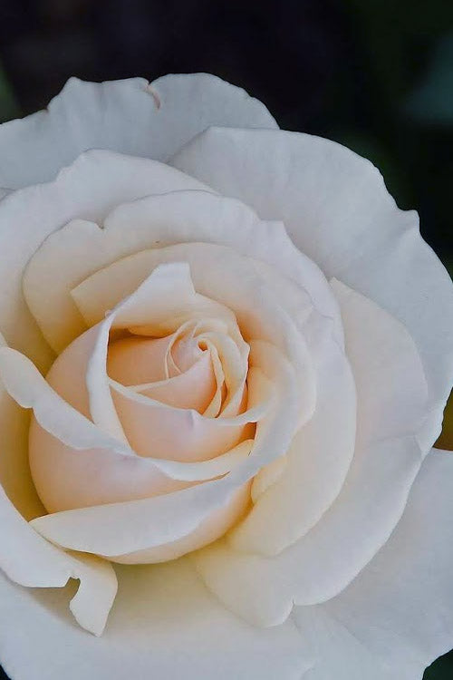  Easy Spirit White Rose - 3 Gallon Pot